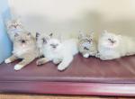 Adah - Ragdoll Kitten For Sale - Athens, PA, US