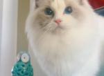 Panda - Ragdoll Cat For Sale - Ontario, CA, US