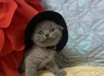 Shrek - Scottish Fold Kitten For Sale - Fort Wayne, IN, US