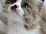 Ragdolls - Ragdoll Kitten For Sale - Middletown, DE, US