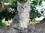 Silver Girl - Maine Coon Cat For Sale - Fontana, CA, US