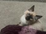 Alayne RESERVED - Balinese Cat For Sale - CA, US