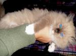 Seal mink male Ragdoll - Ragdoll Cat For Sale - Minerva, OH, US