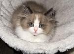 Seal bicolor female Ragdoll - Ragdoll Cat For Sale - Minerva, OH, US