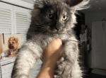 Hugo - Maine Coon Cat For Sale - Hollywood, FL, US