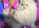 Beautiful silver shaded chinchilla dollface male - Persian Kitten For Sale - San Jose, CA, US