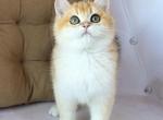 Kiwi - British Shorthair Kitten For Sale - Brooklyn, NY, US