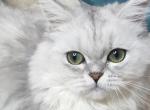 Грейс - Scottish Straight Cat For Sale - Cherkasy, Cherkasy Oblast, UA