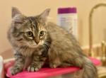 Gatchina CFA certified - Siberian Cat For Sale - Ashburn, VA, US