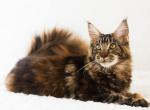 Simphony - Maine Coon Cat For Sale - Brooklyn, NY, US