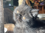 Raven Female Exotic Shorthair Vermont - Exotic Kitten For Adoption - Underhill, VT, US