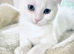 Luna - Scottish Fold Cat For Sale - Brooklyn Park, MN, US