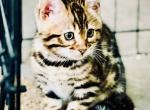 KIMCHI - Bengal Kitten For Sale - Brooklyn Park, MN, US