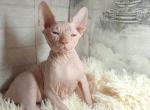 Wrinkle - Sphynx Kitten For Sale - Brooklyn, NY, US