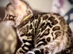 TOFU - Bengal Kitten For Sale - Brooklyn Park, MN, US