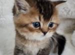 Fendi - British Shorthair Kitten For Sale - MI, US