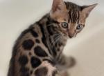 Bean - Bengal Kitten For Sale - Roseville, CA, US