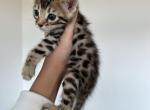 Bengal kitten - Bengal Kitten For Sale - Lincoln, NE, US