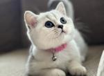 Kittenss - British Shorthair Cat For Sale - Philadelphia, PA, US