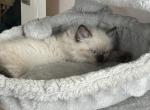 Exceptional Chocolate Point  Purr Machine  M - Ragdoll Kitten For Sale - New York, NY, US