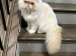 Snow ball - Persian Kitten For Sale - Mason, OH, US