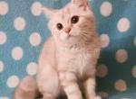 Cream Andrew plushy scottish straight boy - Scottish Straight Cat For Sale - Houston, TX, US