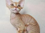 Griffin - Devon Rex Kitten For Sale - Brooklyn, NY, US
