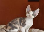 Adina - Devon Rex Cat For Sale - Brooklyn, NY, US