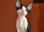 Chaim - Devon Rex Cat For Sale - Brooklyn, NY, US