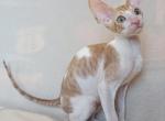 Spotty - Cornish Rex Cat For Sale - Brooklyn, NY, US