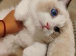 tristen - Ragdoll Cat For Sale - Los Angeles, CA, US