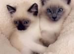 Seal point available - Siamese Kitten For Sale - Vancouver, WA, US