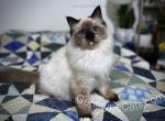 Chizuru - Ragdoll Cat For Sale - Tuscaloosa, AL, US