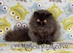 Noir - Persian Cat For Sale - Yucca Valley, CA, US