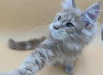 Ace - Maine Coon Cat For Sale - Brighton, CO, US