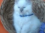 Mickey - Ragdoll Kitten For Sale - Reedsville, PA, US