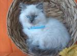 Max - Ragdoll Kitten For Sale - Reedsville, PA, US
