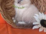 Olive - Ragdoll Kitten For Sale - Reedsville, PA, US
