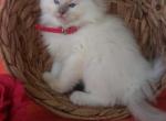 Bess - Ragdoll Kitten For Sale - Reedsville, PA, US