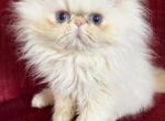 Puffs boy - Himalayan Kitten For Sale - South Boston, VA, US