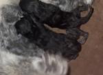 Beautiful Solid Black Persians - Persian Kitten For Sale - Lehighton, PA, US