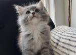 Puff - Maine Coon Cat For Sale - Southwick, MA, US