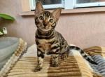 Yuumi - Bengal Cat For Sale - Miami, FL, US