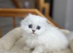 Nugget - Scottish Fold Kitten For Sale - Vancouver, WA, US