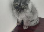 Smoke Persian - Persian Kitten For Sale - Coshocton, OH, US