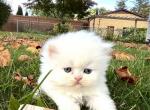 Miso - Persian Cat For Sale - Farmington, MI, US