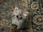 Binkley - Persian Cat For Sale - Farmington, MI, US