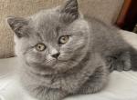 Bella - British Shorthair Cat For Sale - Vancouver, WA, US