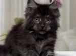 Ronald - Maine Coon Cat For Sale - Brighton, CO, US