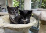 H5 Hera - Maine Coon Kitten For Sale - Buford, GA, US
